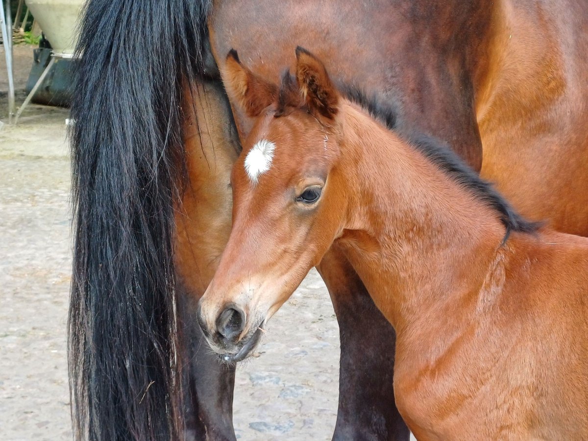 Hanoverian Mare 1 year 16,2 hh Brown in Walsrode