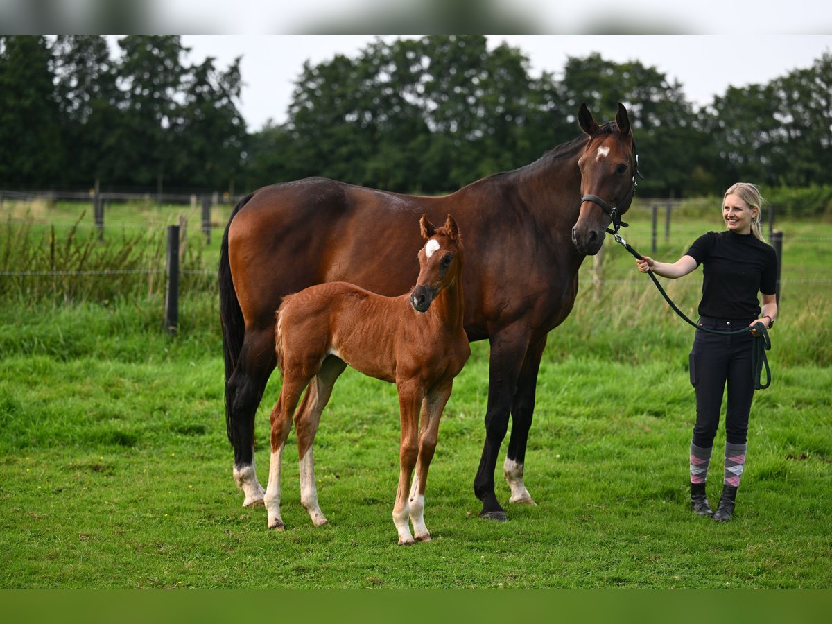 Hanoverian Mare 1 year 16,2 hh Chestnut-Red in Hamburg Osdorf