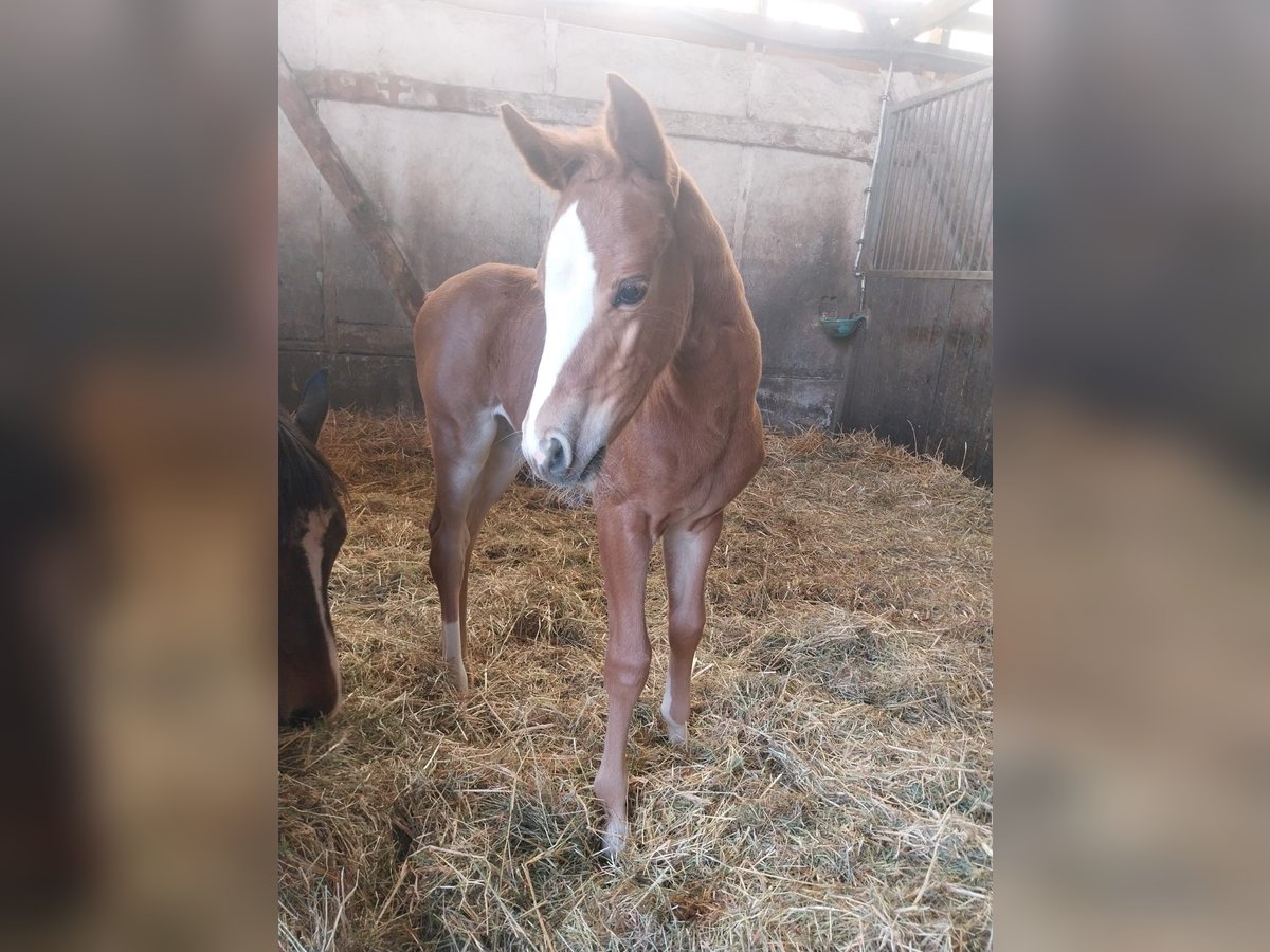 Hanoverian Mare 1 year 16,2 hh Chestnut-Red in Zülpich