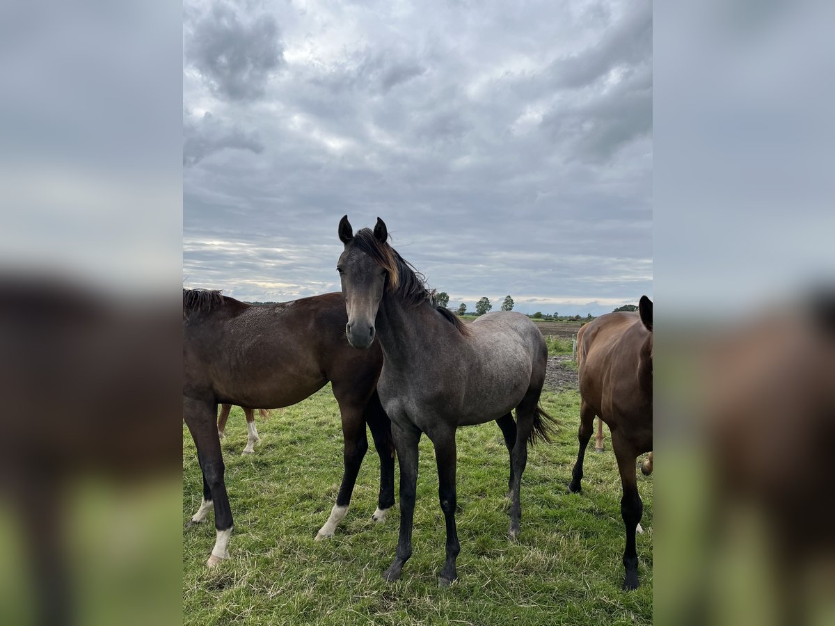 Hanoverian Mare 1 year 16,2 hh Gray-Dapple in Krummhörn