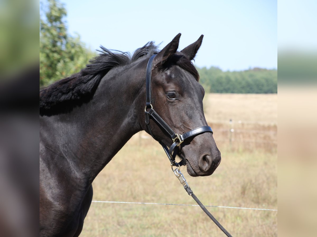 Hanoverian Mare 1 year 16,3 hh Black in Weitendorf