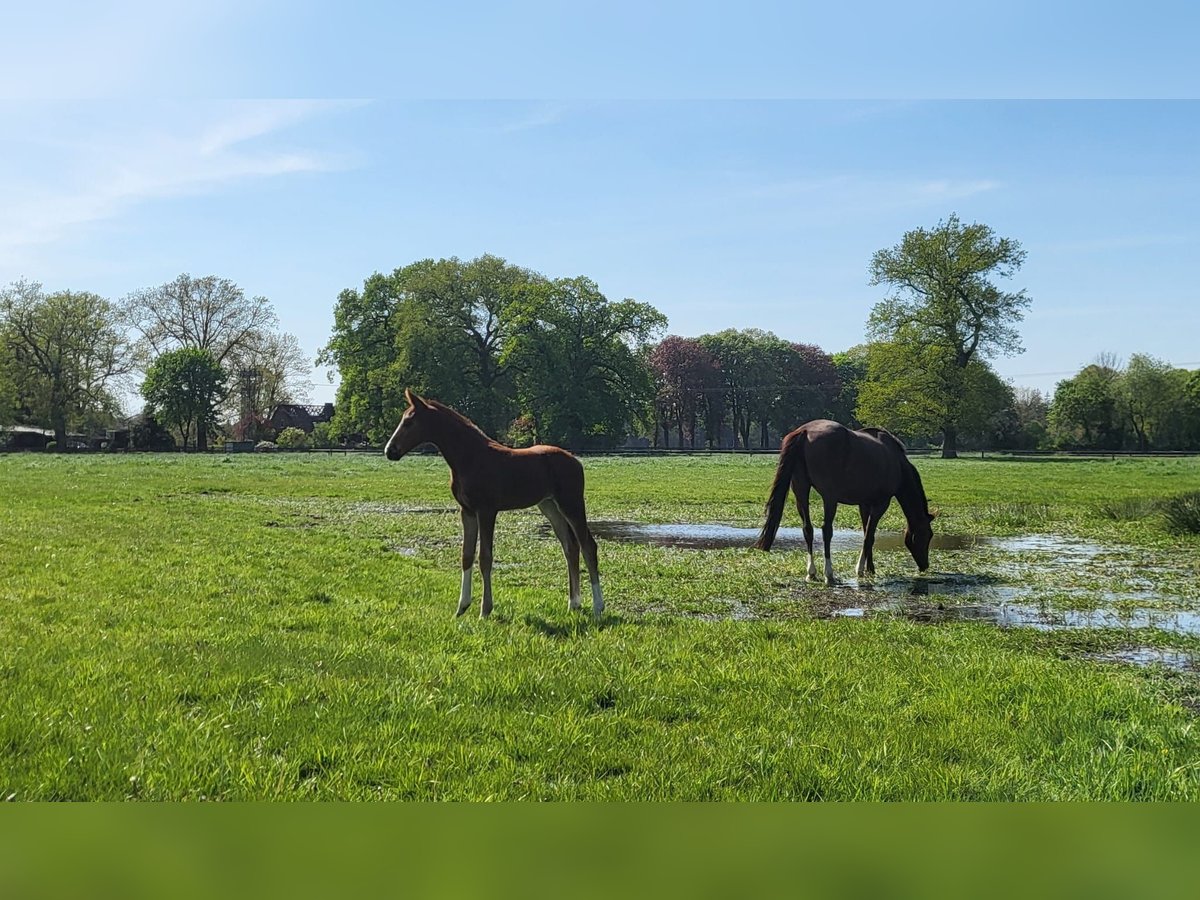 Hanoverian Mare 1 year 16,3 hh Chestnut-Red in Corbera