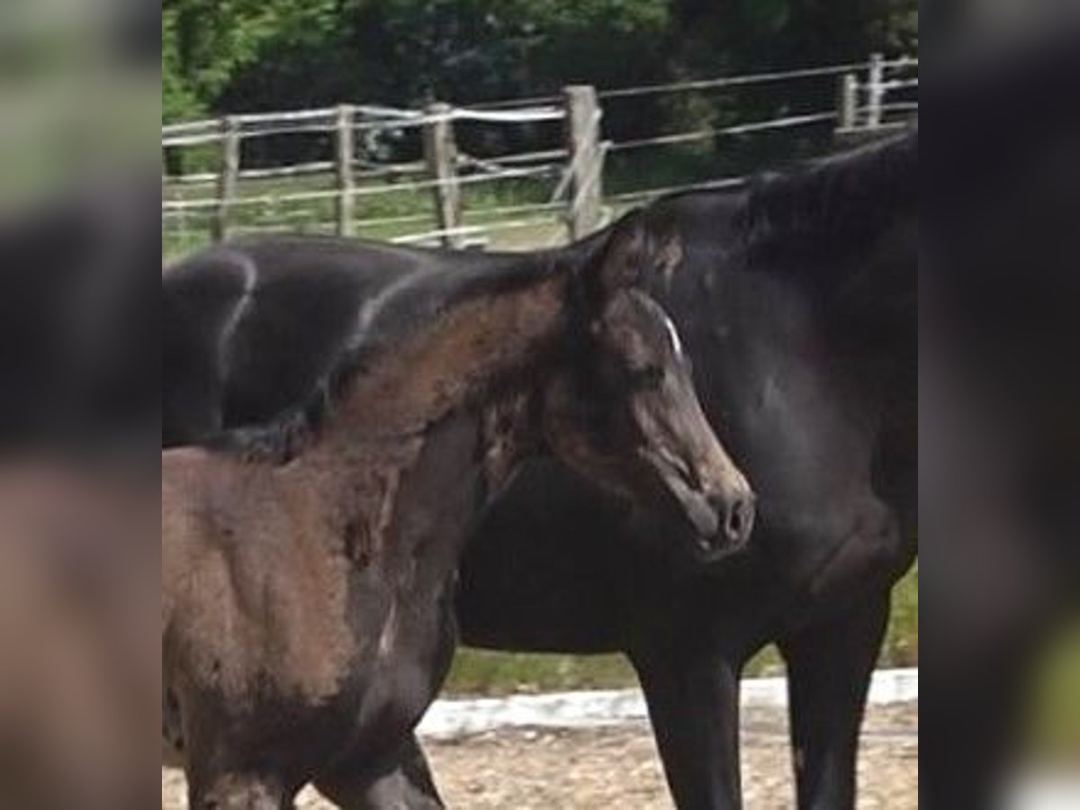 Hanoverian Mare 1 year 16,3 hh Smoky-Black in Ratekau