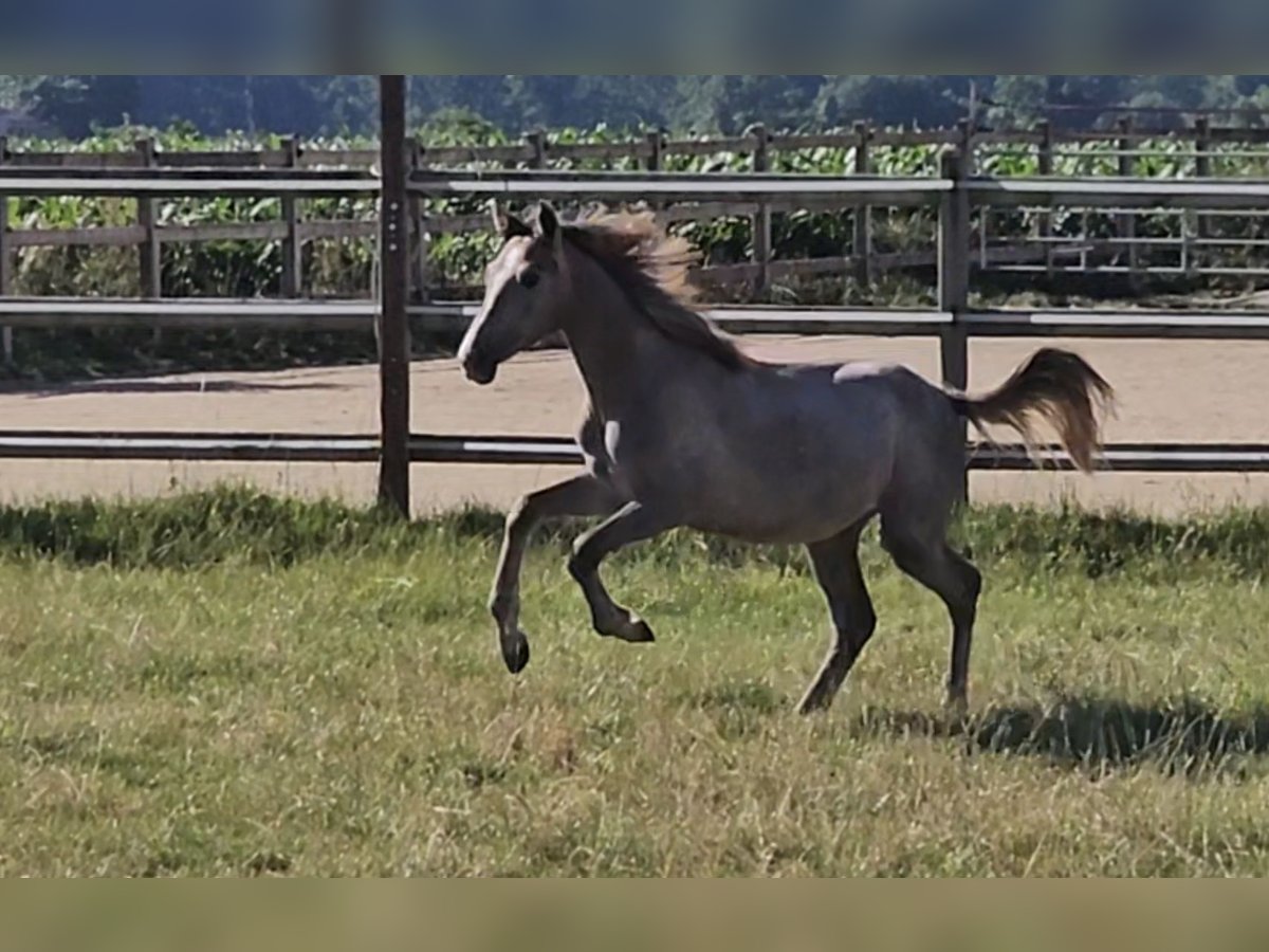 Hanoverian Mare 1 year 16 hh Can be white in Langenau