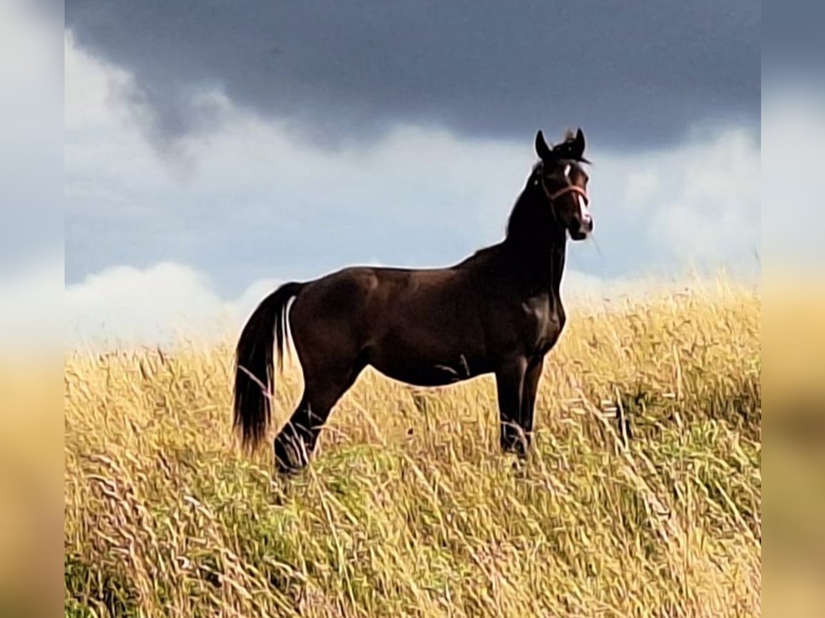 Hanoverian Mare 1 year 16,1 hh Brown in Mansfeld