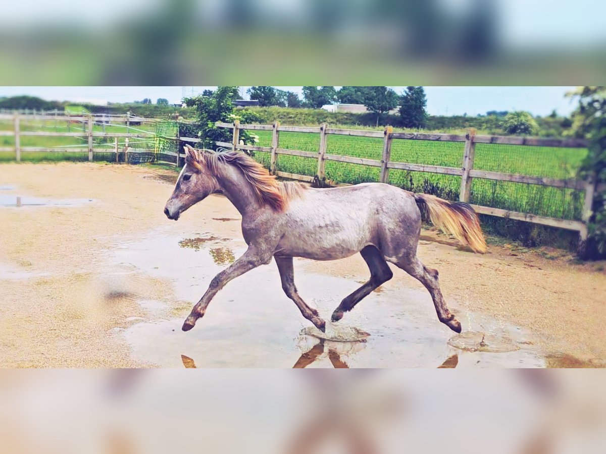 Hanoverian Mare 1 year 16,1 hh Can be white in Langenau
