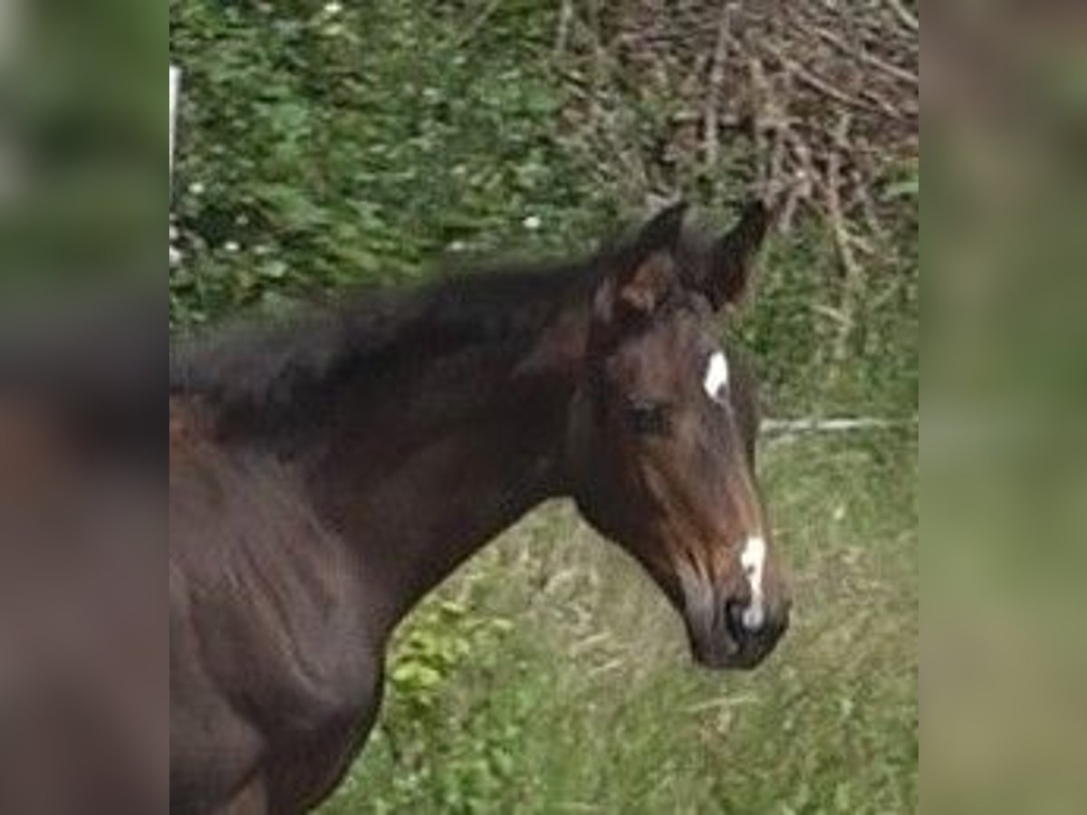 Hanoverian Mare 1 year 16,2 hh Brown in Ratekau Hanoverian Mare 1 year 16,2 hh Brown in Ratekau