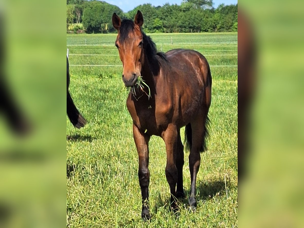 Hanoverian Mare 1 year 16,2 hh Brown in Reinfeld (Holstein)