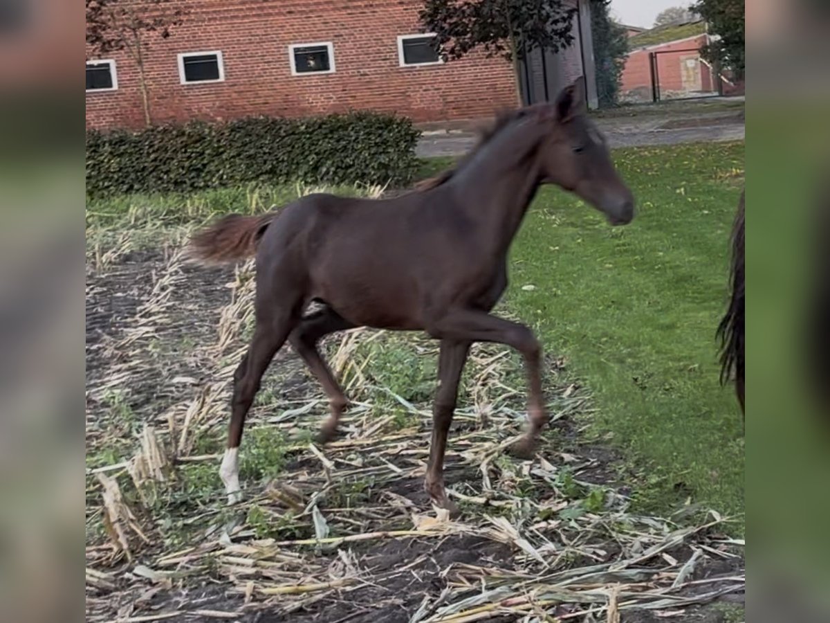 Hanoverian Mare 1 year 16,2 hh Chestnut in Handrup