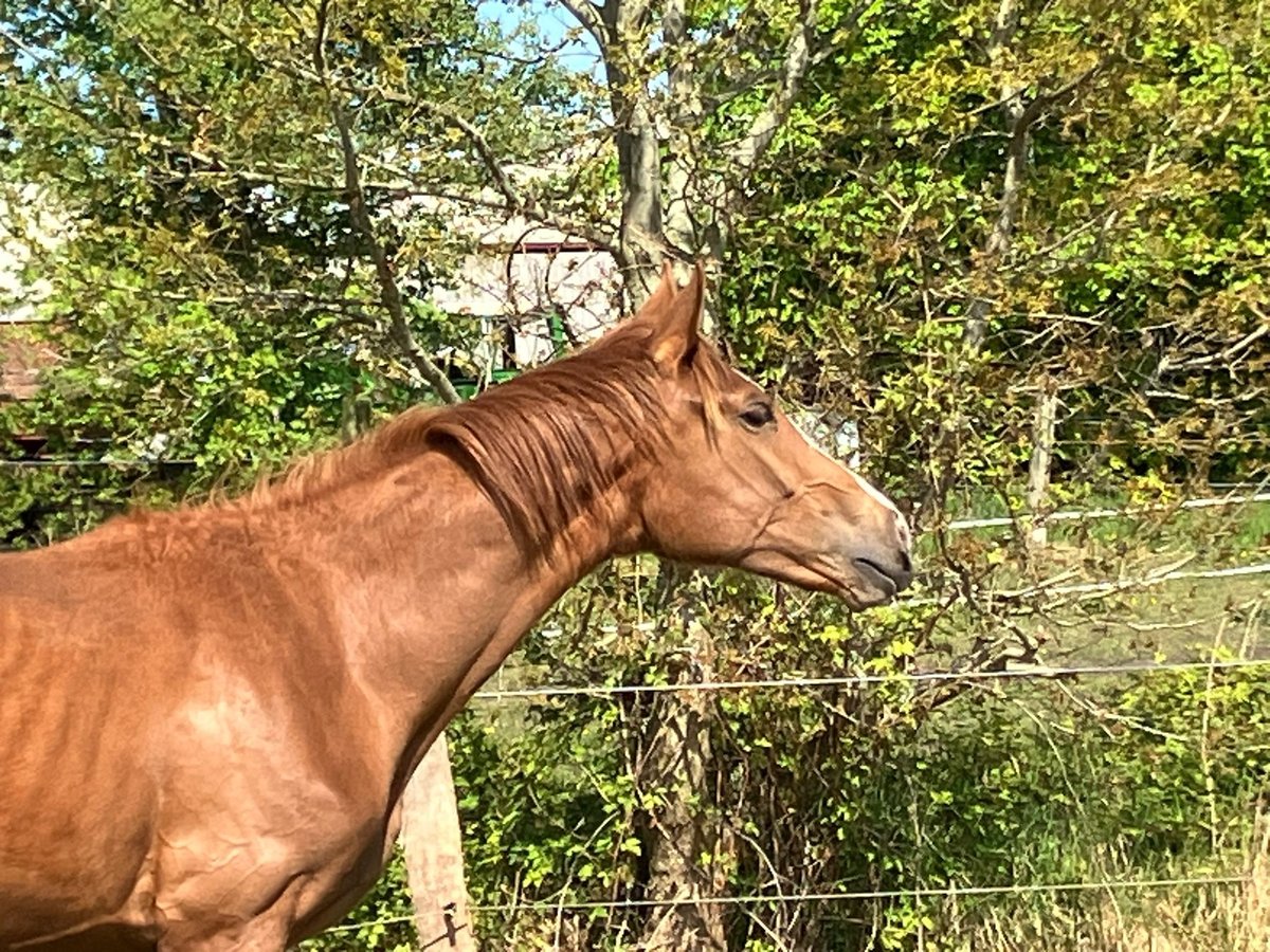 Hanoverian Mare 1 year 16,2 hh Chestnut-Red in S&#xFC;dbrookmerland Victorbur