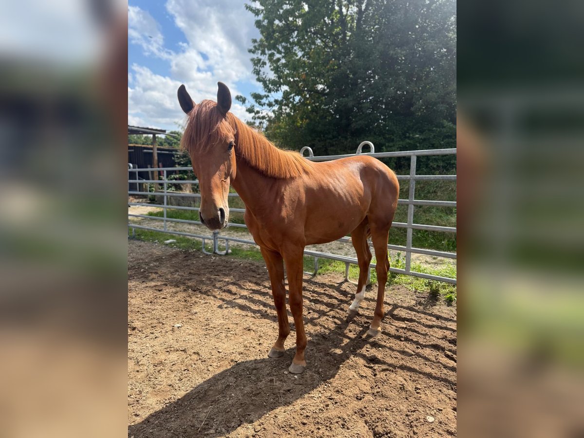 Hanoverian Mare 1 year 16,2 hh Chestnut-Red in Nersingen