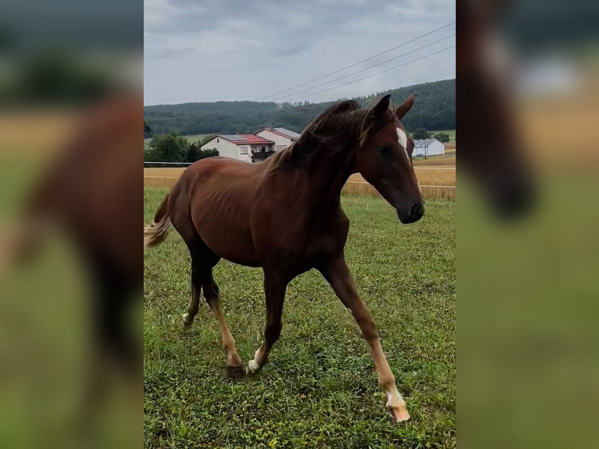 Hanoverian Mare 1 year 16,2 hh Chestnut-Red in Neukirchen