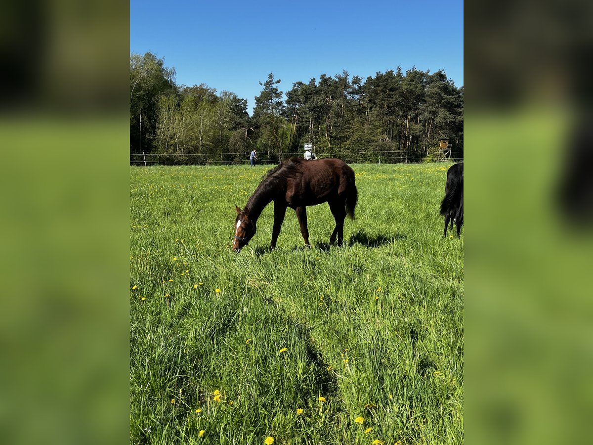 Hanoverian Mare 1 year 16,2 hh Chestnut-Red in Neukirchen