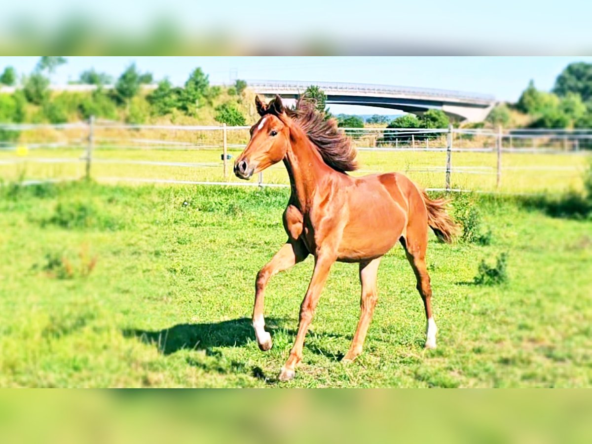 Hanoverian Mare 1 year 16,3 hh Chestnut-Red in Langenau