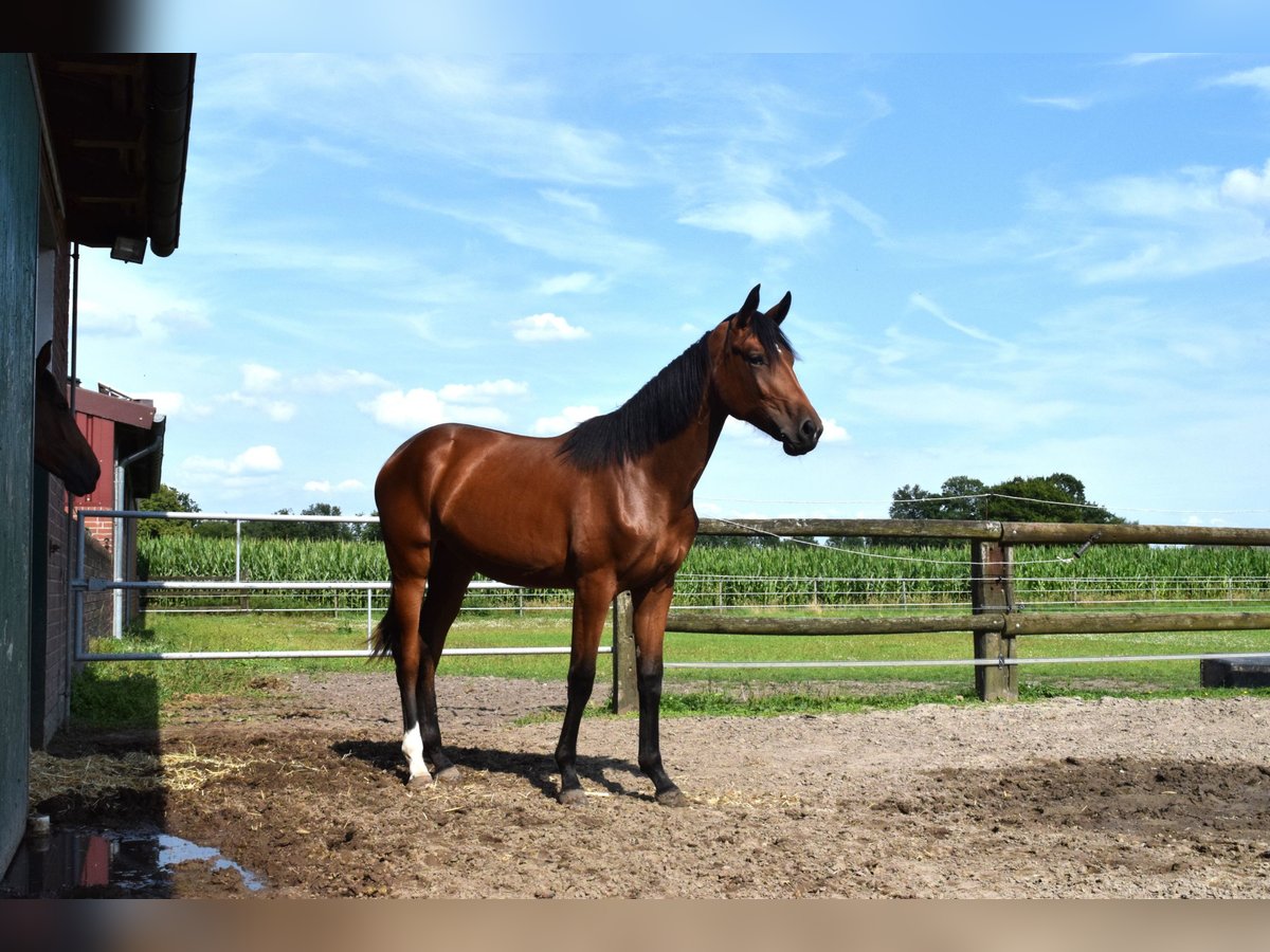 Hanoverian Mare 1 year 17 hh Brown in Beelen