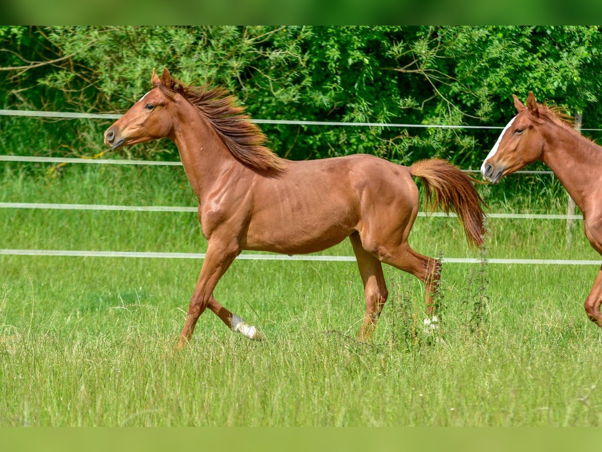 Hanoverian Mare 1 year 17 hh Chestnut in Langenau