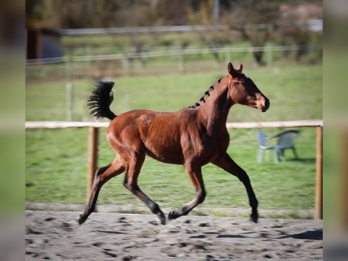 Hanoverian Mare 1 year Bay-Dark in sisteron