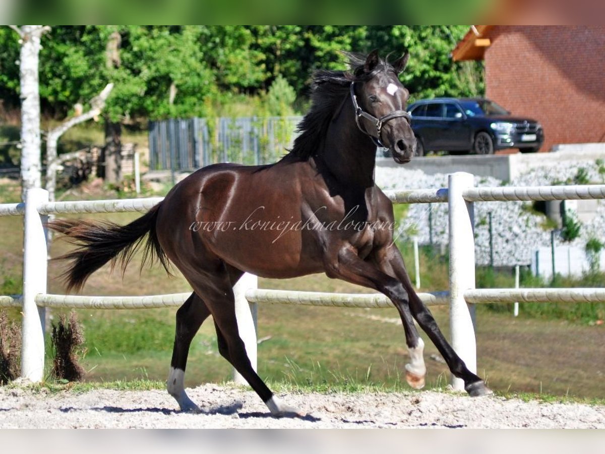 Hanoverian Mare 1 year Black in Pilchowo