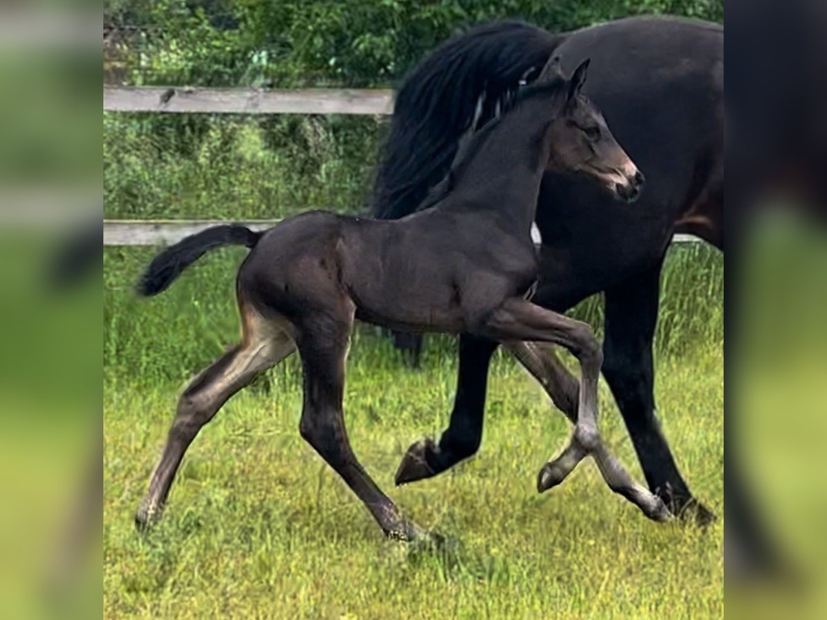 Hanoverian Mare 1 year Black in Nuthe-Urstromtal