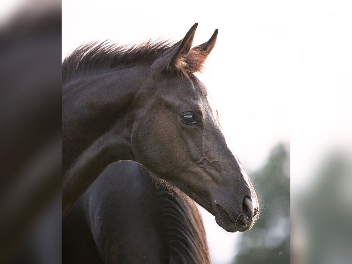 Hanoverian Mare 1 year Black in Priestewitz