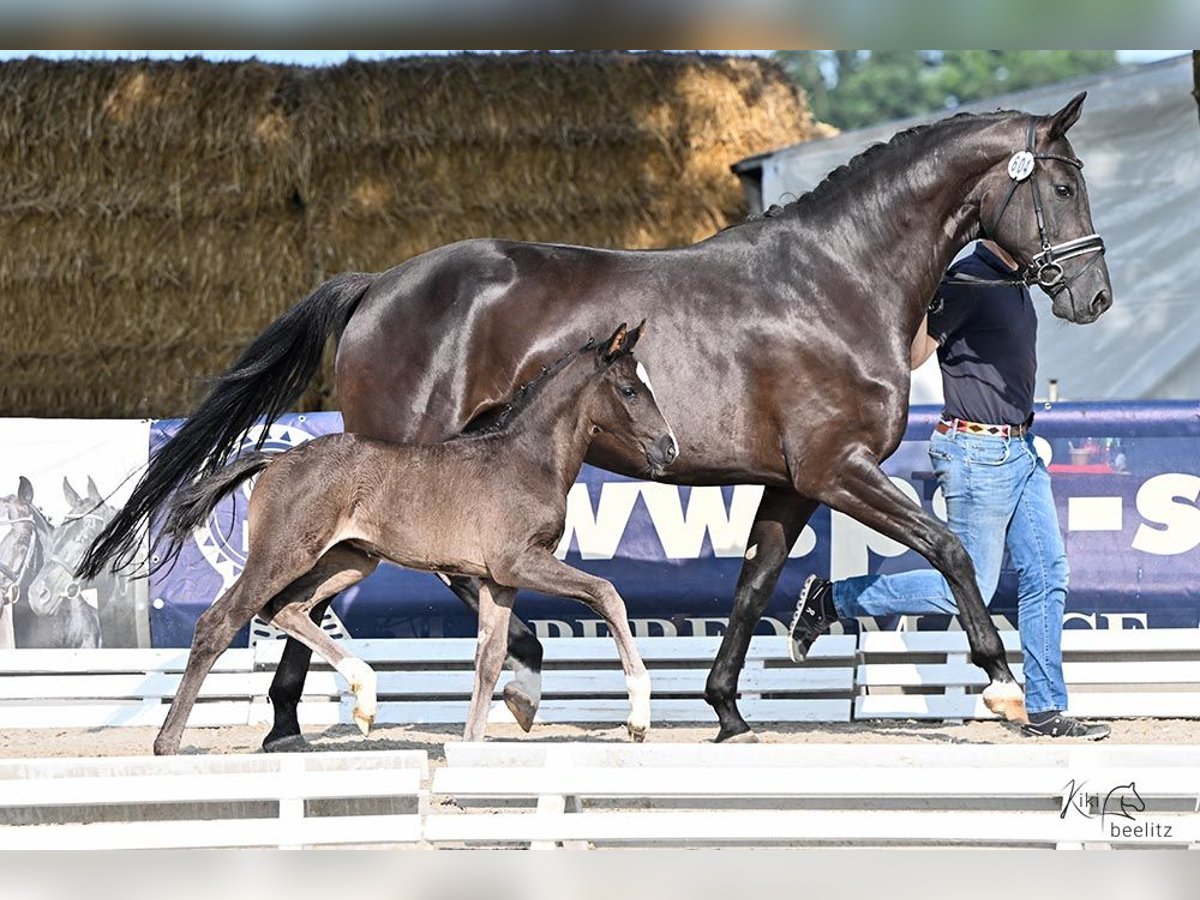 Hanoverian Mare 1 year Black in Kettig