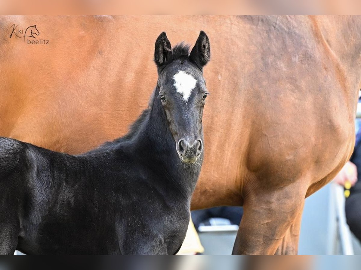 Hanoverian Mare 1 year Black in Breddorf