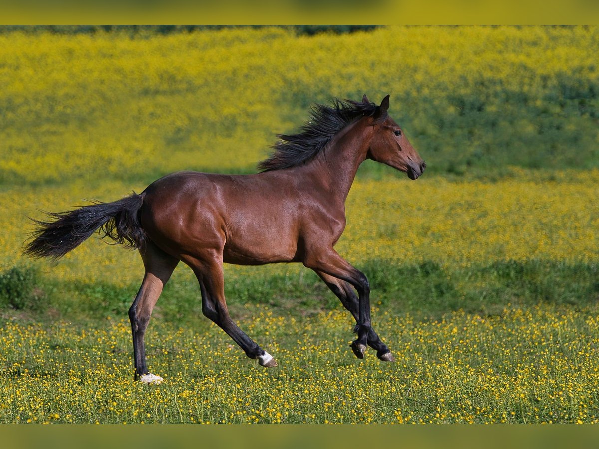 Hanoverian Mare 1 year Brown in Burladingen