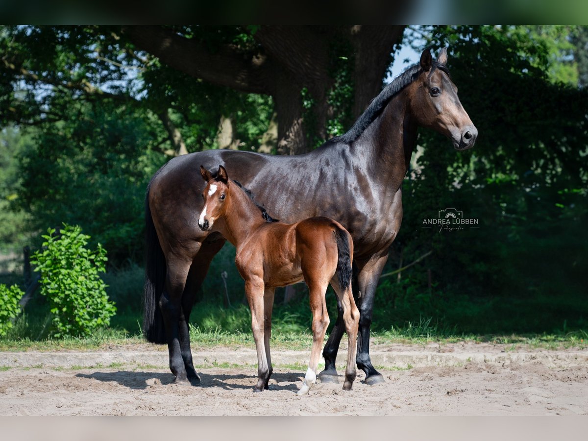 Hanoverian Mare 1 year Brown in Nordhorn