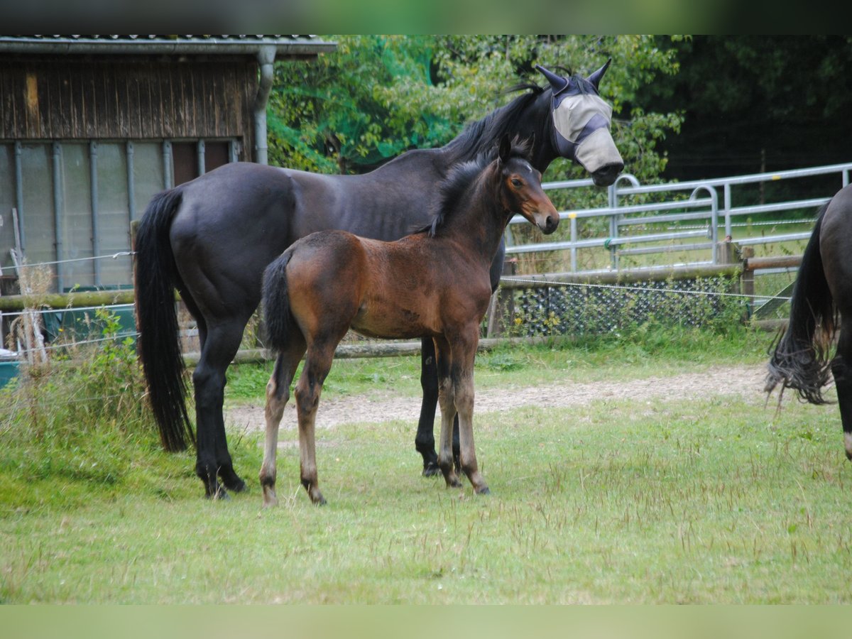 Hanoverian Mare 1 year Brown in Hagen