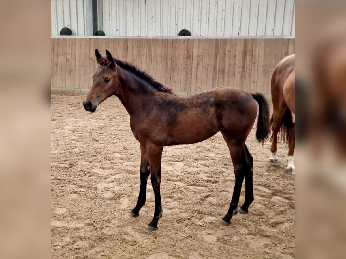 Hanoverian Mare 1 year Brown in Hemer