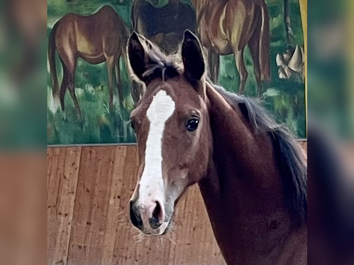 Hanoverian Mare 1 year Brown in Rees