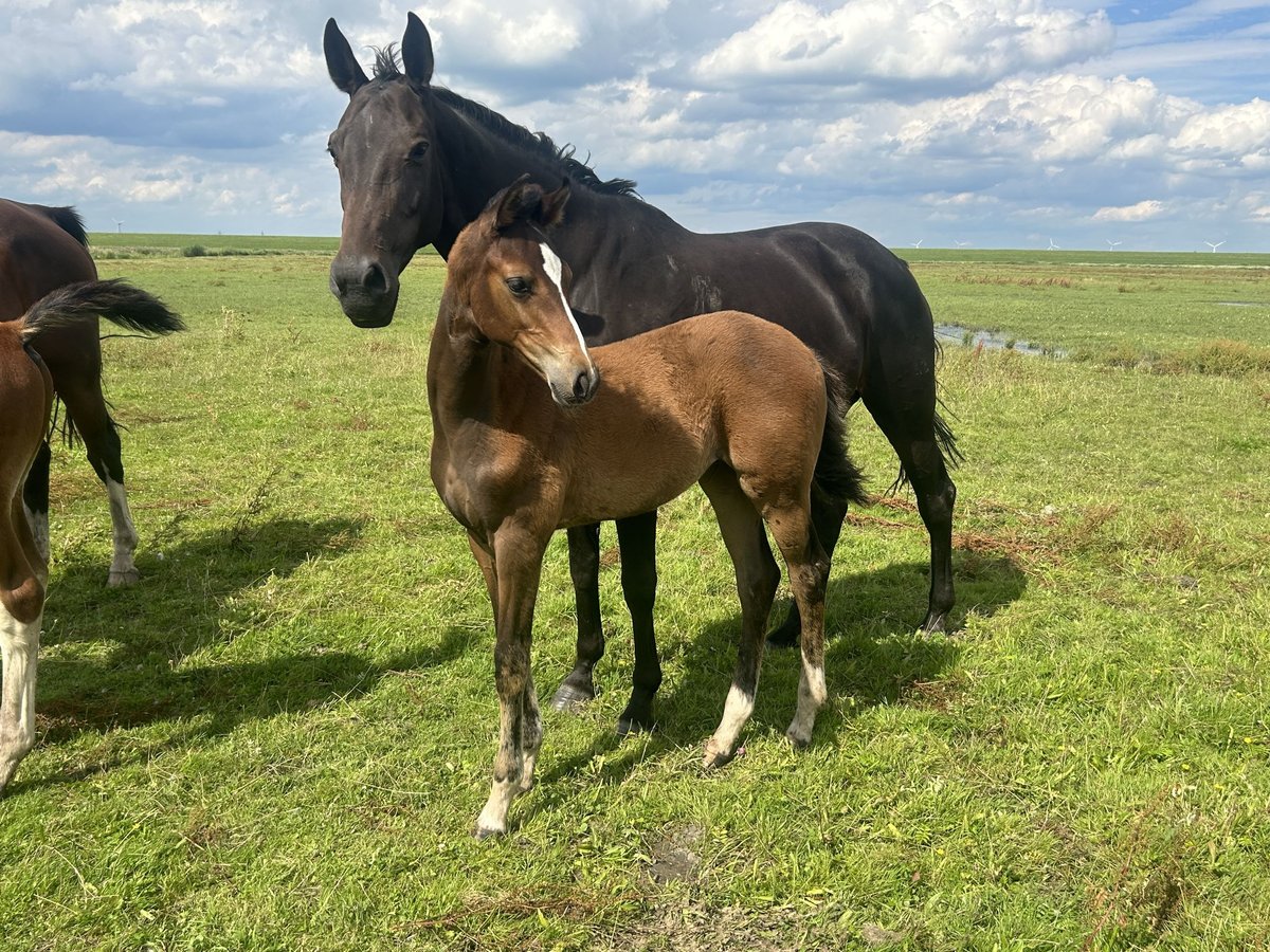 Hanoverian Mare 1 year Brown in Balje