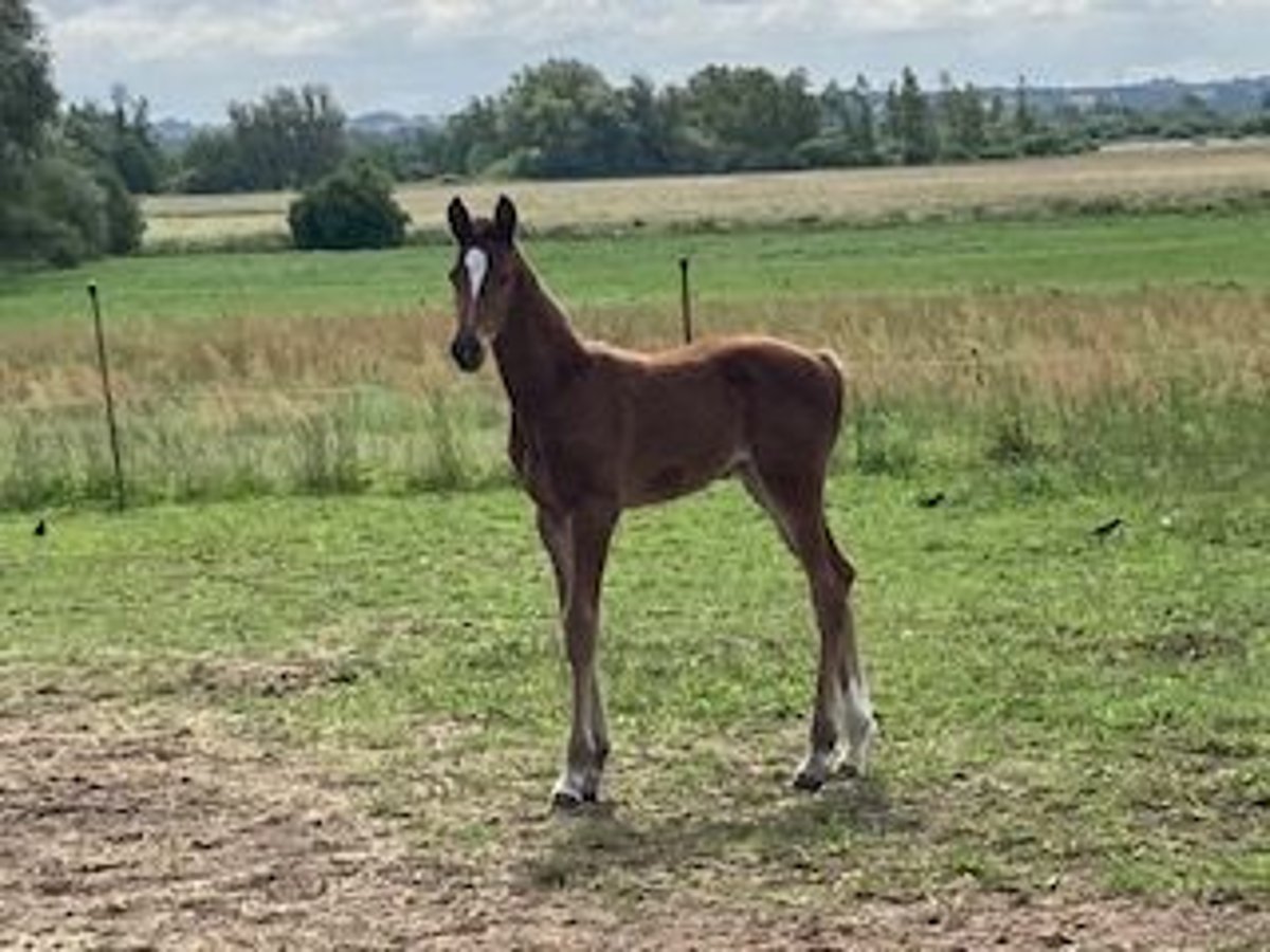 Hanoverian Mare 1 year Brown-Light in Neukalen