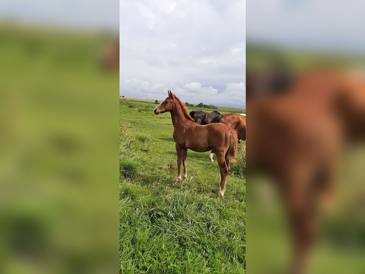 Hanoverian Mare 1 year Can be white in Jemgum