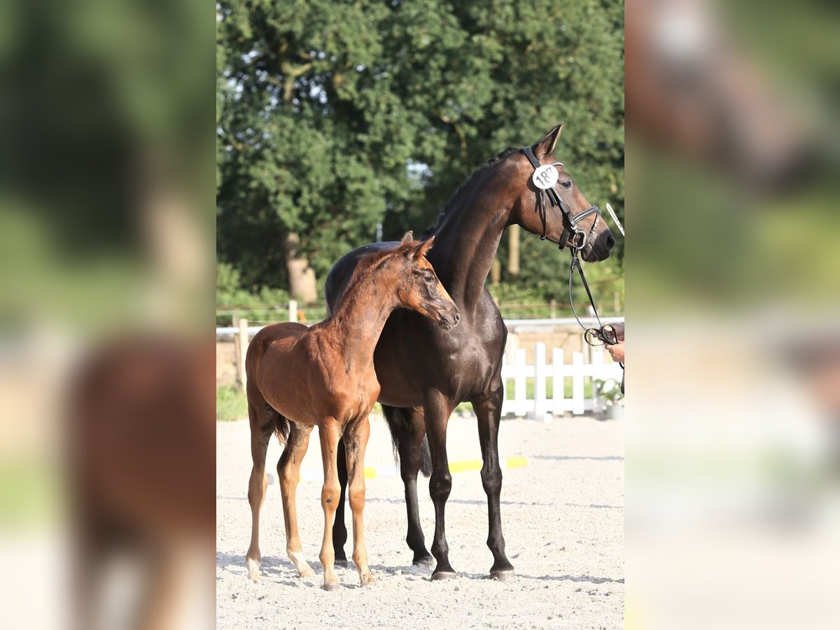 Hanoverian Mare 1 year Chestnut in Ihlow