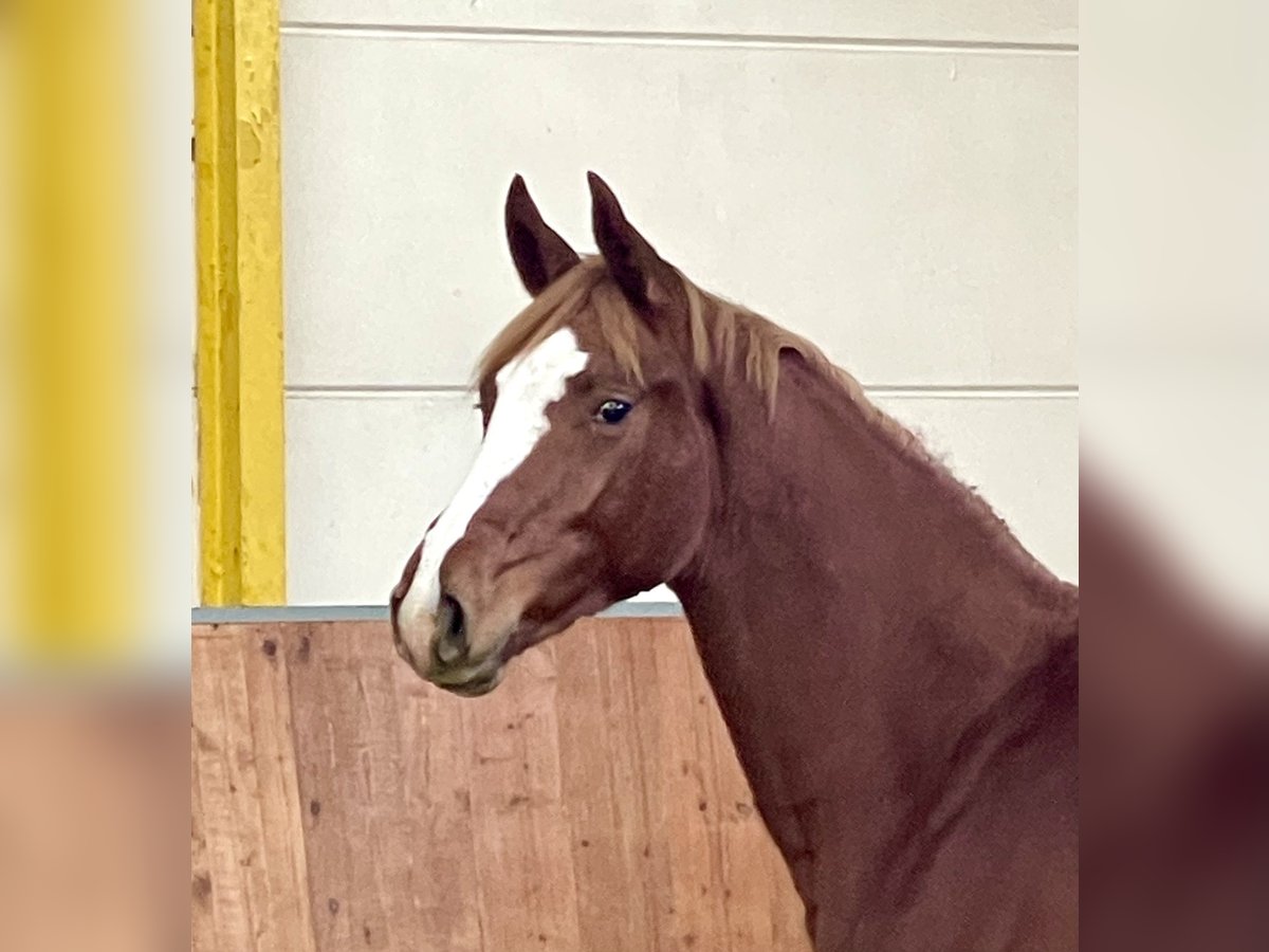 Hanoverian Mare 1 year Chestnut-Red in Rees