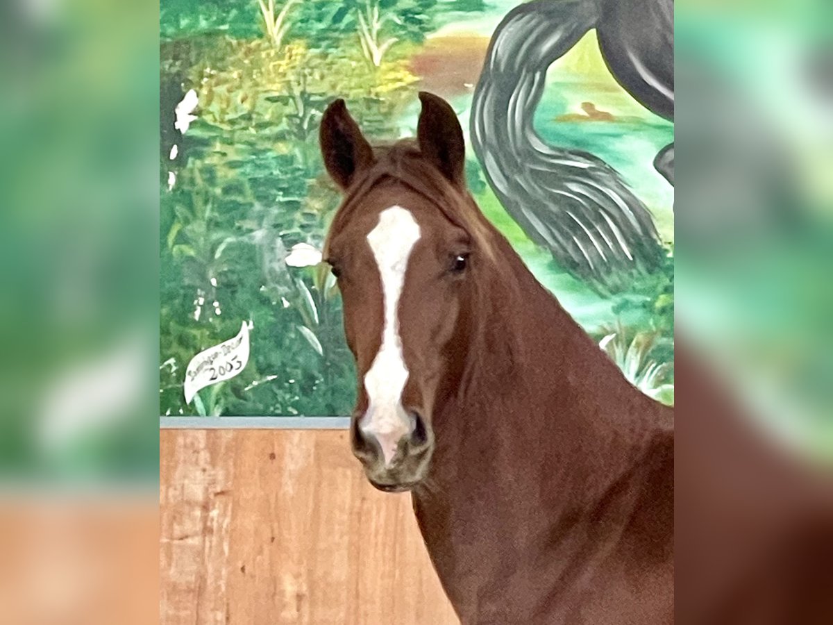 Hanoverian Mare 1 year Chestnut-Red in Rees