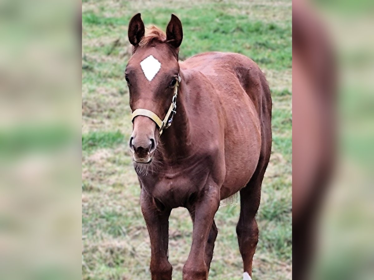 Hanoverian Mare 1 year Chestnut-Red in Havelaue