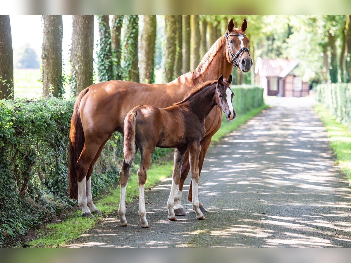 Hanoverian Mare 1 year Chestnut-Red in Voltlage