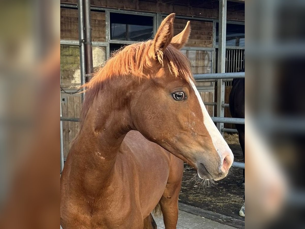 Hanoverian Mare 1 year Chestnut-Red in Rüegsauschachen