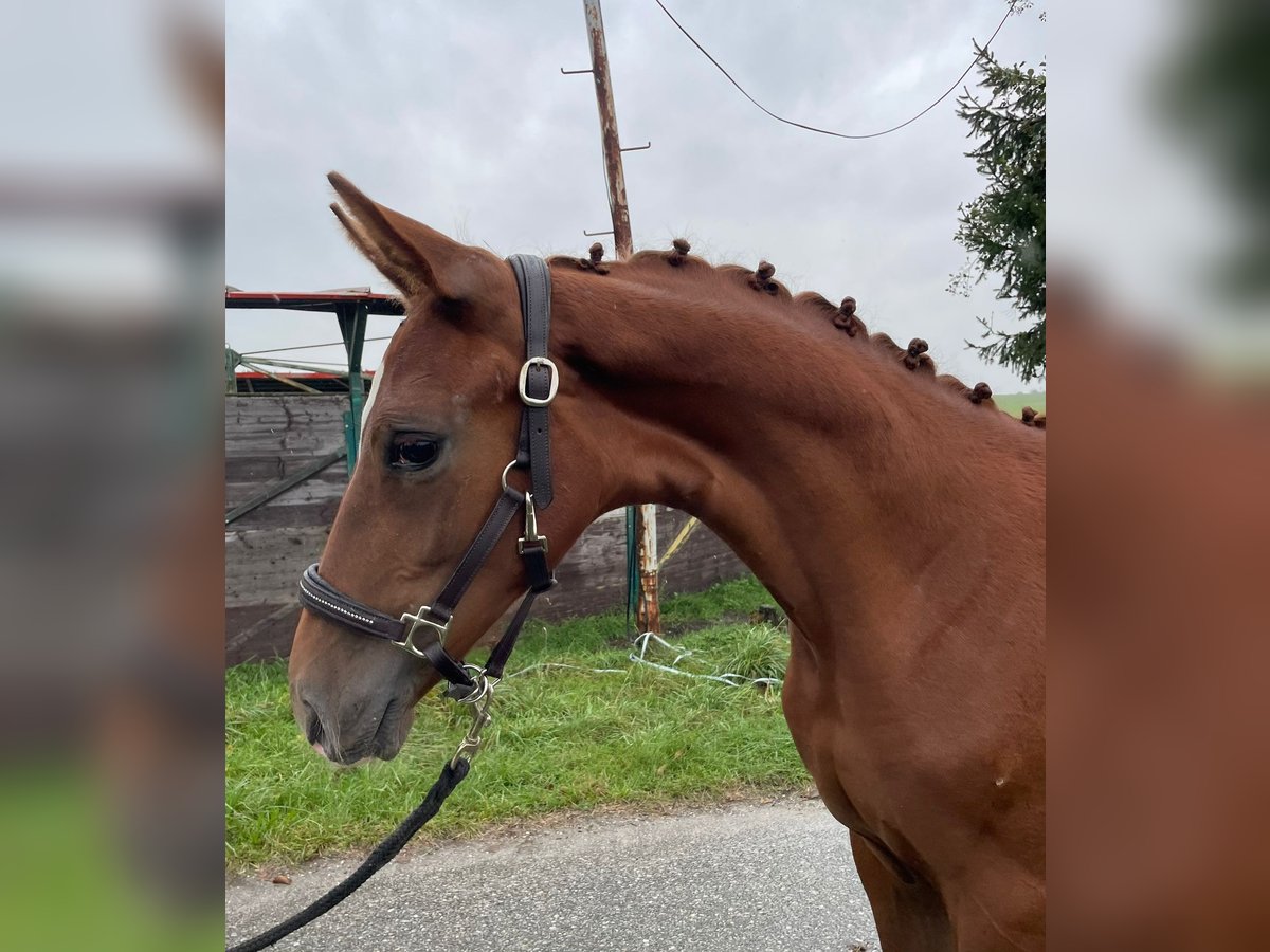 Hanoverian Mare 1 year Chestnut-Red in Lambrechten