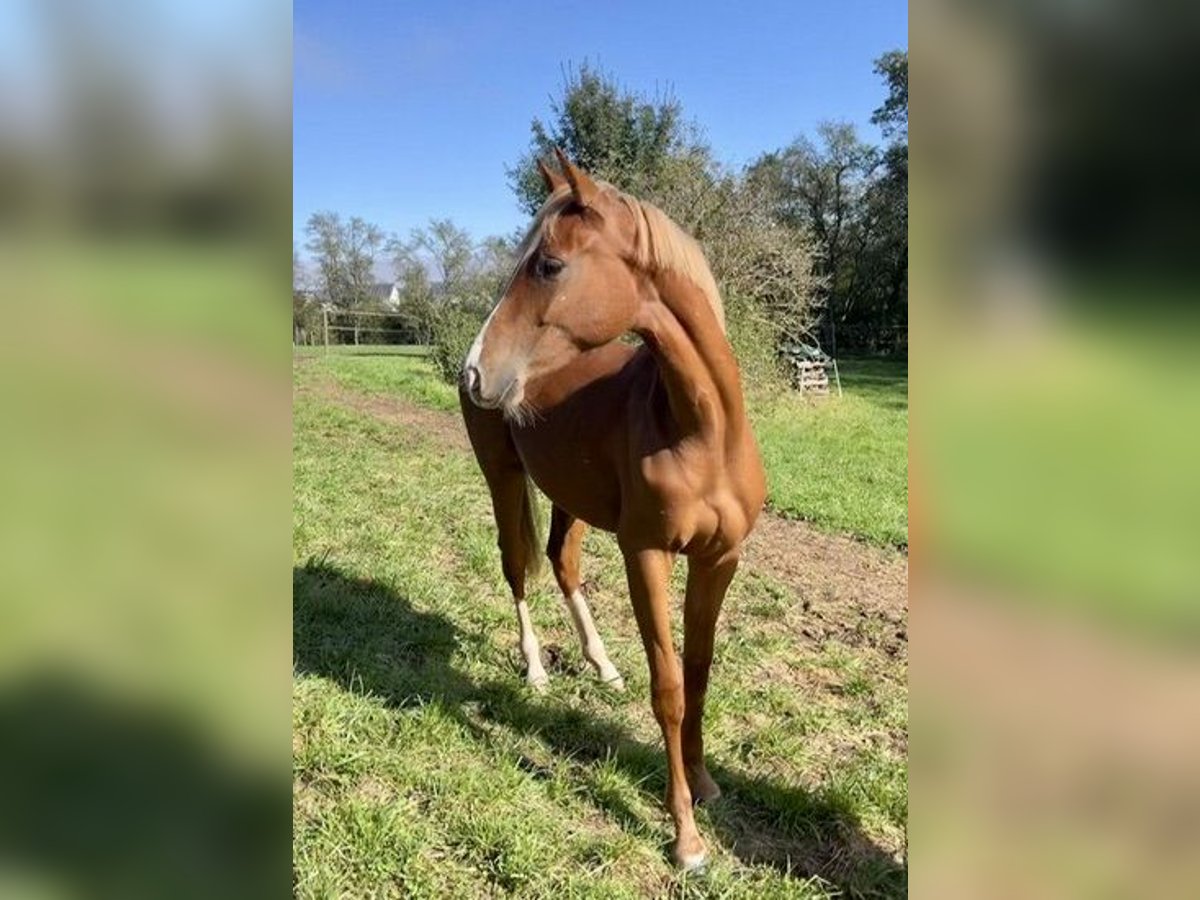 Hanoverian Mare 1 year Chestnut-Red in Haigerloch