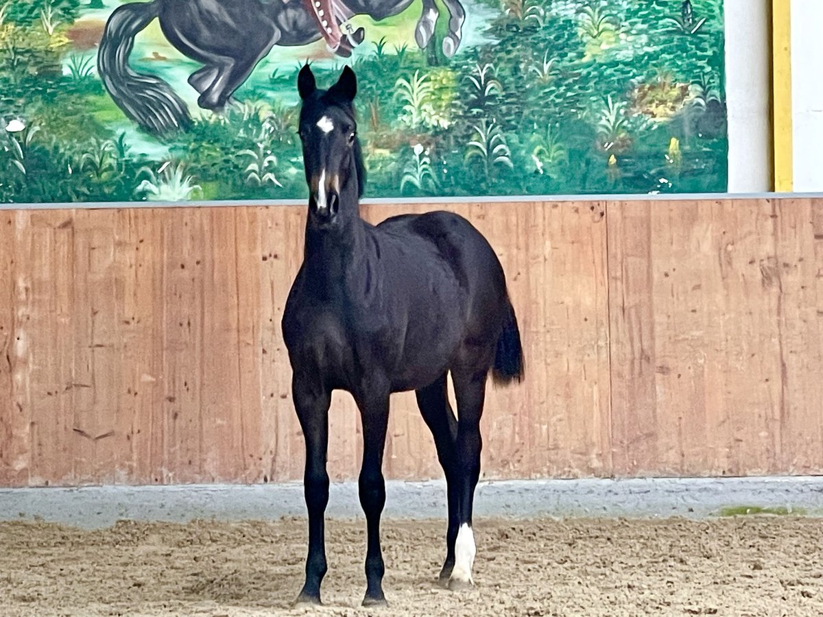 Hanoverian Mare 1 year Smoky-Black in Rees