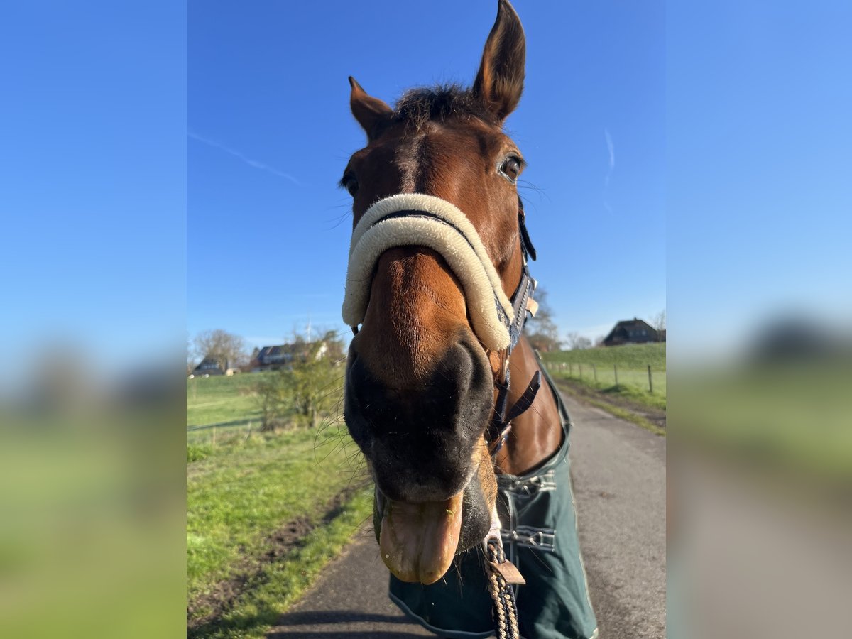 Hanoverian Mare 20 years 16,1 hh Brown in Achim