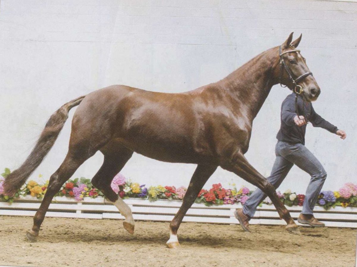 Hanoverian Mare 20 years 16,1 hh Chestnut in Moers