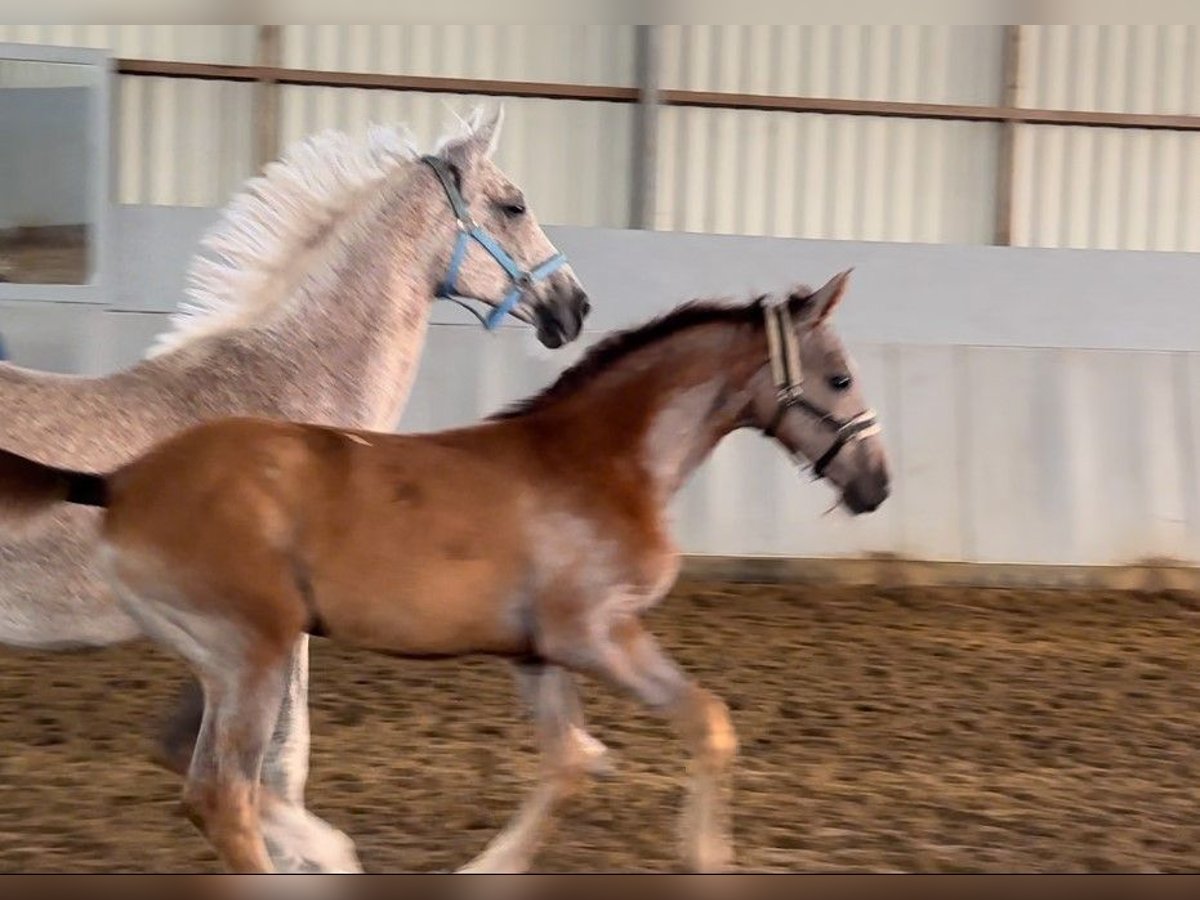 Hanoverian Mare 20 years 16,3 hh Gray-Fleabitten in Hamm