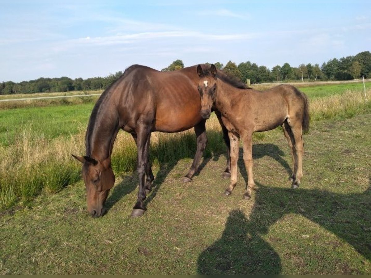 Hanoverian Mare 20 years 16 hh Brown in Wingst