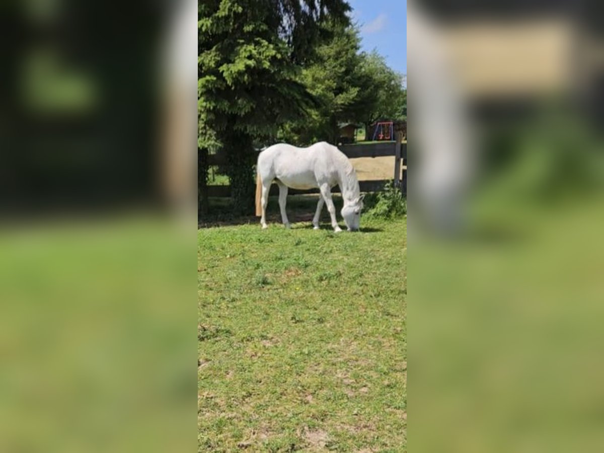 Hanoverian Mare 21 years 16 hh Gray in Höpfingen Hanoverian Mare 21 years 16 hh Gray in Höpfingen