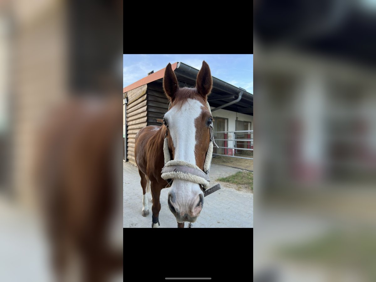 Hanoverian Mare 23 years 15,3 hh Chestnut-Red in Riedstadt