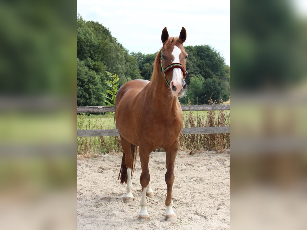 Hanoverian Mare 23 years 16 hh Chestnut-Red in Seevetal